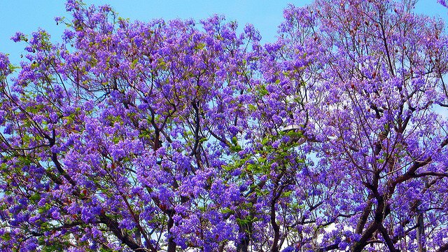Jacaranda flowers bloom in Grafton