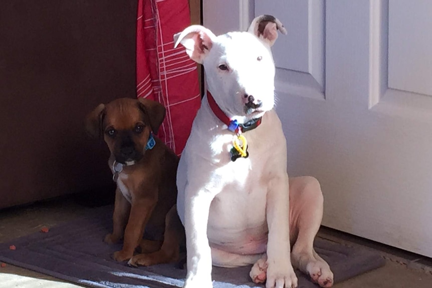 TJ, a three-month-old Bull Terrier and Coby, a two-month-old bullmastiff are up for adoption with the RSPCA. The RSPCA has slammed one of central Queensland's biggest councils for its failure to re-home and ultimately put down abandoned pets. September 11, 2015.