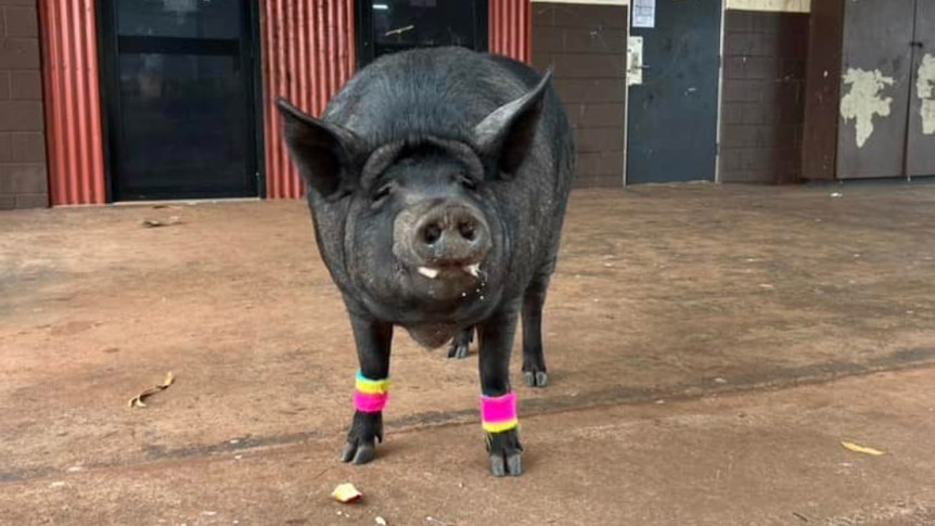 a large dark coloured pig wearing leg warmers smiles for the camera