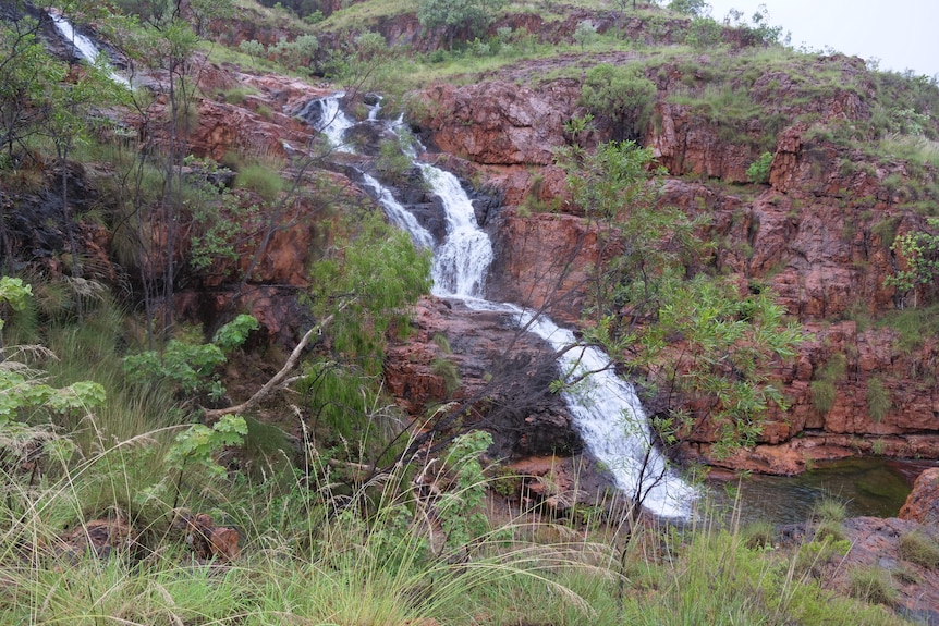 a waterfall into a pool surrounded by lush green wet season growth