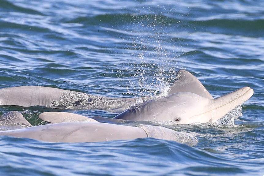 A pod of Australian humpback dolphins swim in waters of Moreton Bay off Brisbane in June 2017