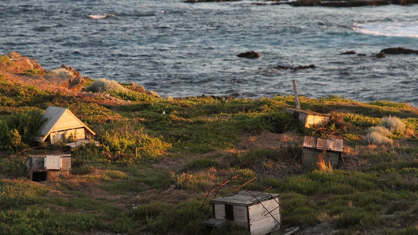 Small wooden structures that act as penguin huts are pictured on Middle Island