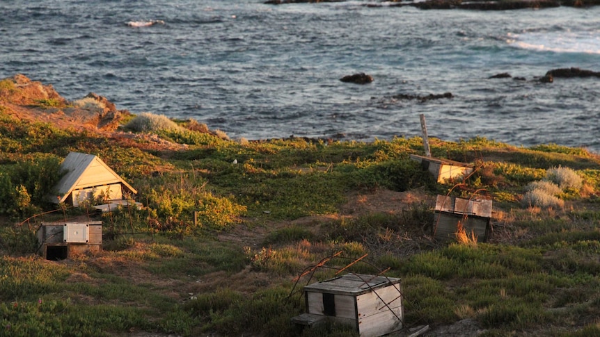 penguin burrows