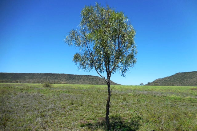 The area in central Queensland where the massacre occurred.