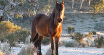 A Snowy Mountain brumby.