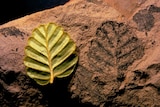The ancient fagus fossil