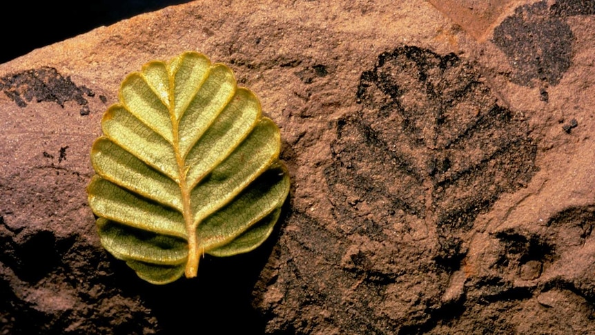 The ancient fagus fossil