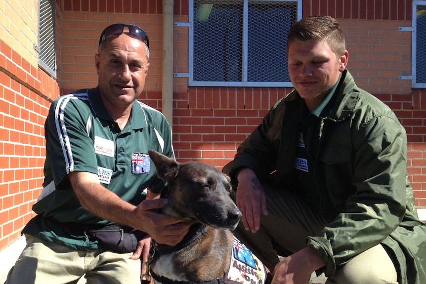 A dog trained by inmates at Bathurst Correctional Centre