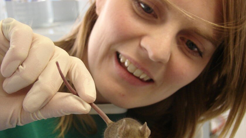 gene research using mice