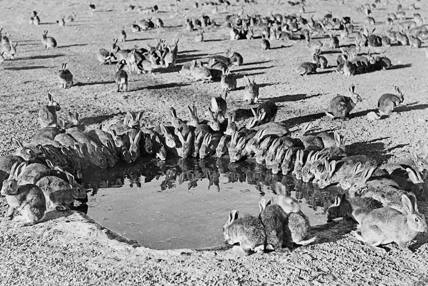 rabbits drinking out of waterhole