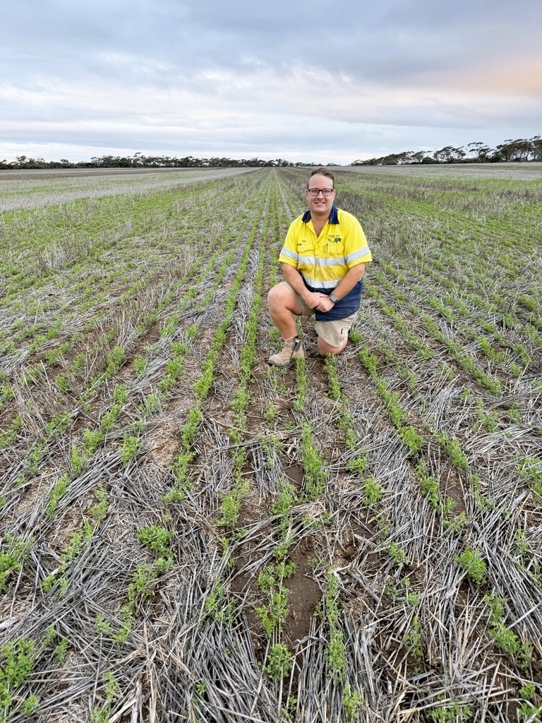 SA farmers celebrate dramatic turnaround after record rain