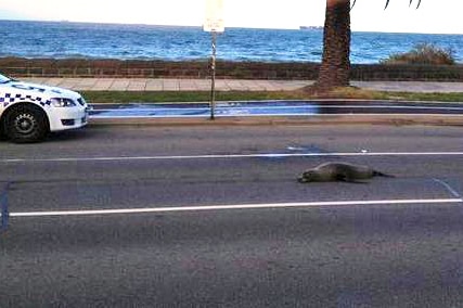 Seal on the road in Melbourne
