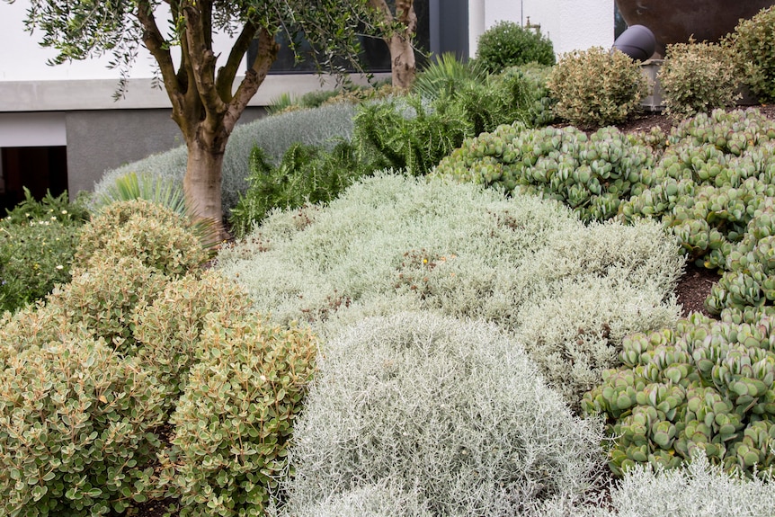Succulents in shades of sage green and olive are planted along a slope alongside small trees.