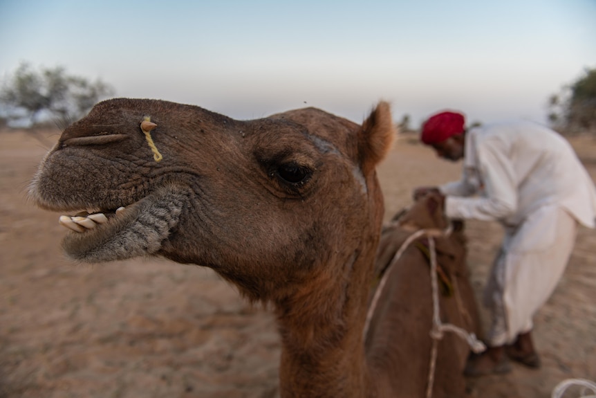 A camel's head is close to the lens.