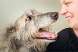 A close-in shot of a dog with its mouth wide open and snout almost touching the face of a smiling woman.