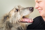 A close-in shot of a dog with its mouth wide open and snout almost touching the face of a smiling woman.