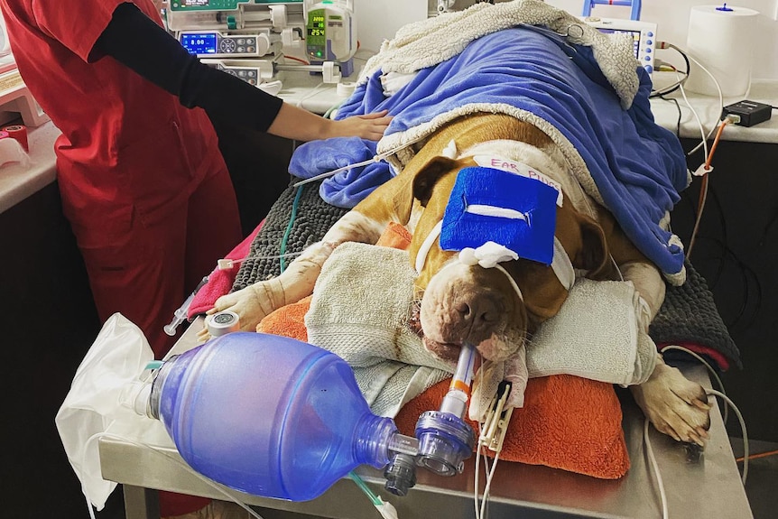 A large dog lies on a surgical table with lots of surrounding medical equipment