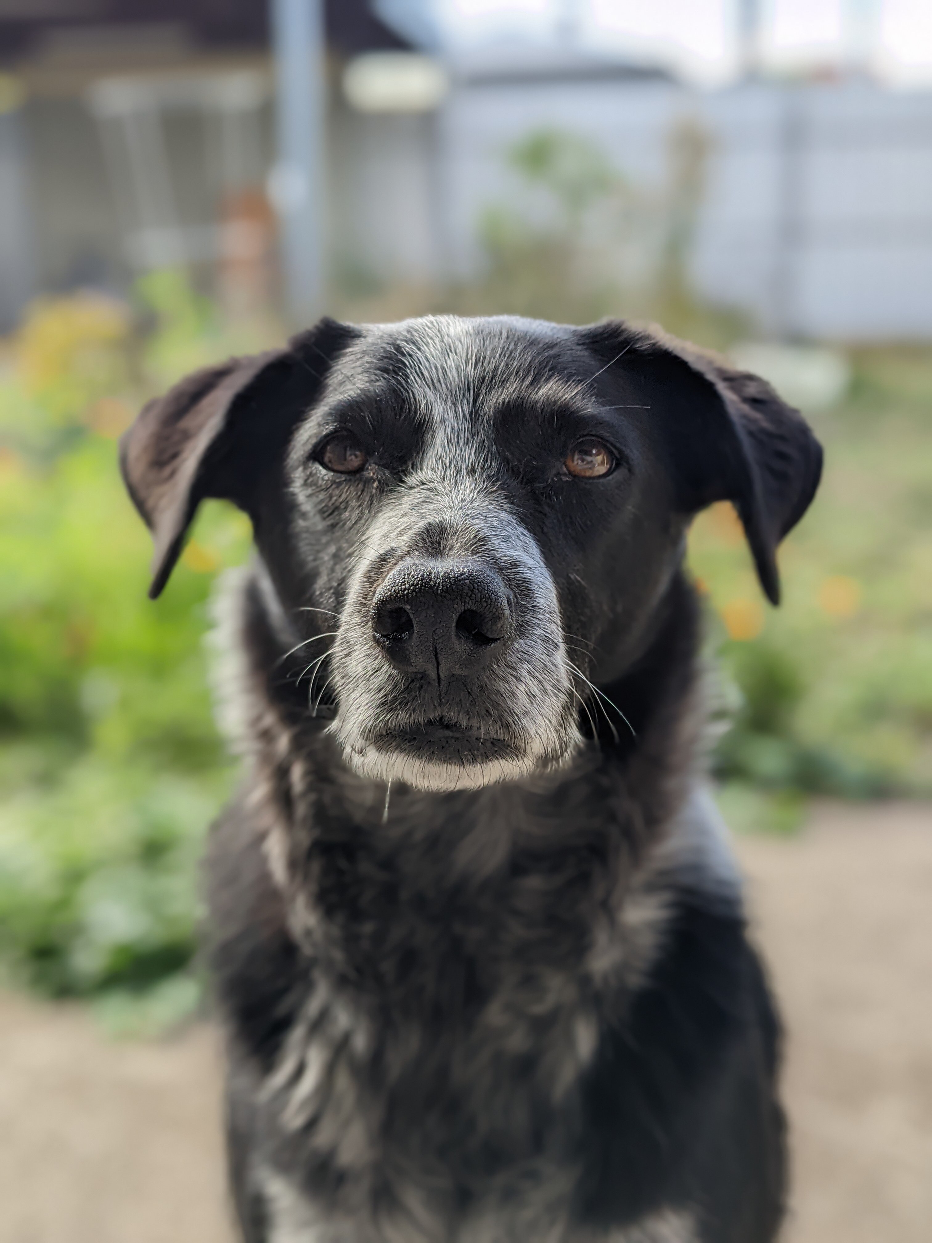 A black dog with gray markings stars at the camera on a sunny day