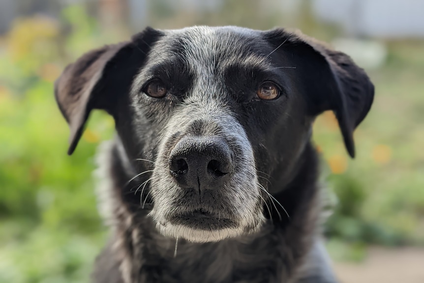 Черно куче със сиви петна се взира в камерата в слънчев ден