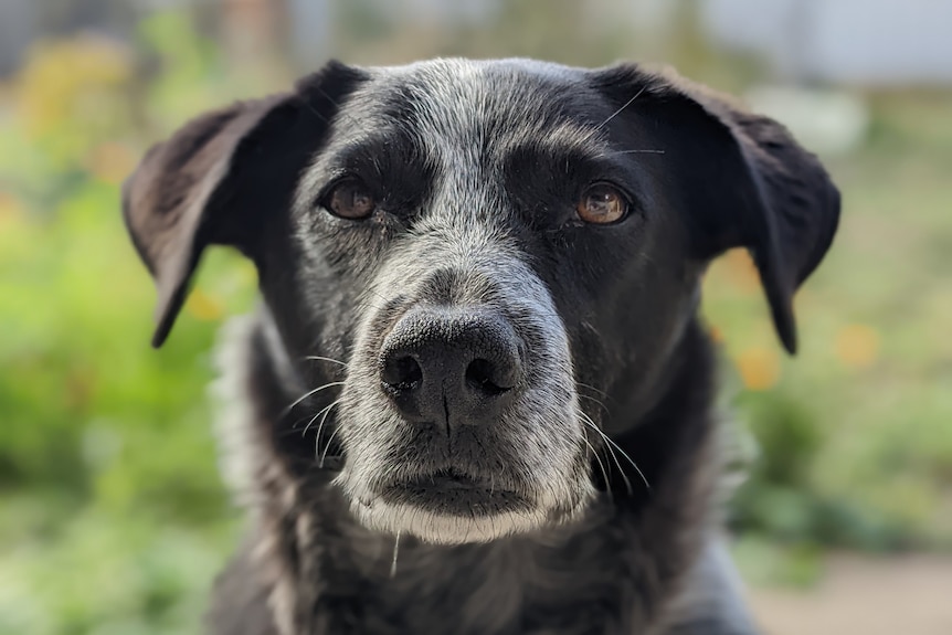 A black dog with gray markings stars at the camera on a sunny day