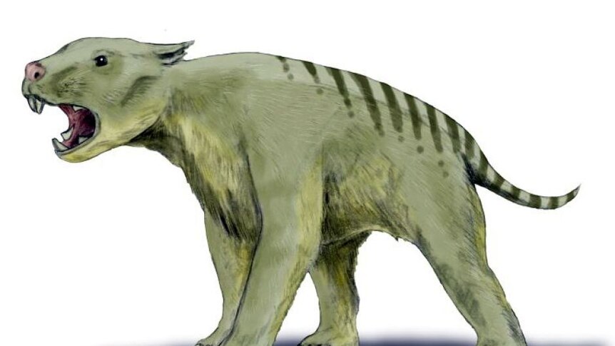 A coloured drawing of the now extinct thylacoleo, or marsupial lion.