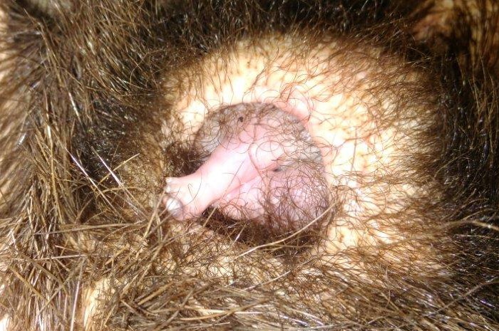 Close up of a puggle at the Alice Springs Desert Park