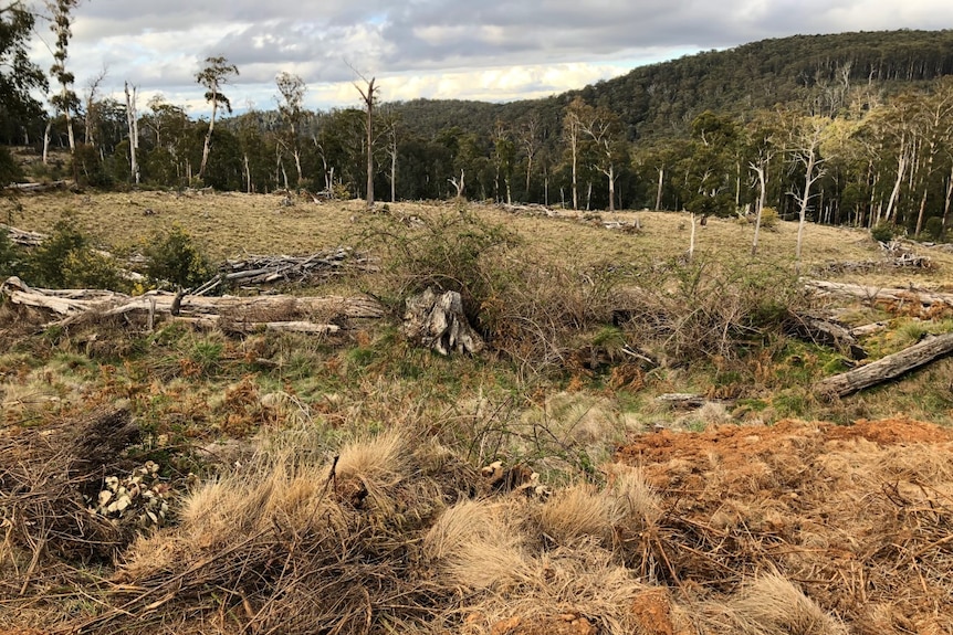 The aftermath of logging at a coupe called Tom Track.