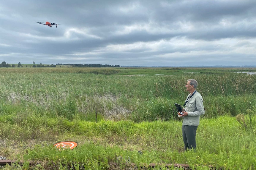 A man stands near a large wetland area holding a controller, while a bright orange drone hovers a short distance away.