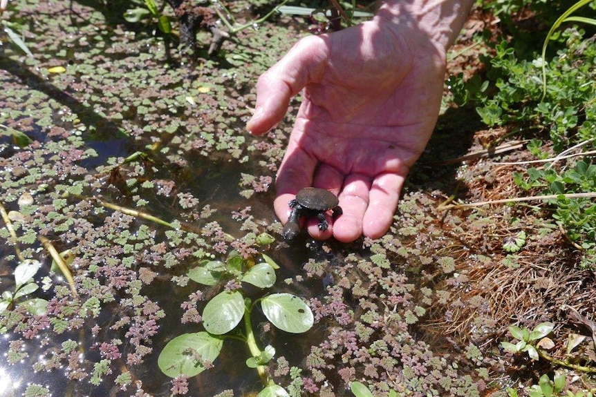 Turtle hatchling being released into the water