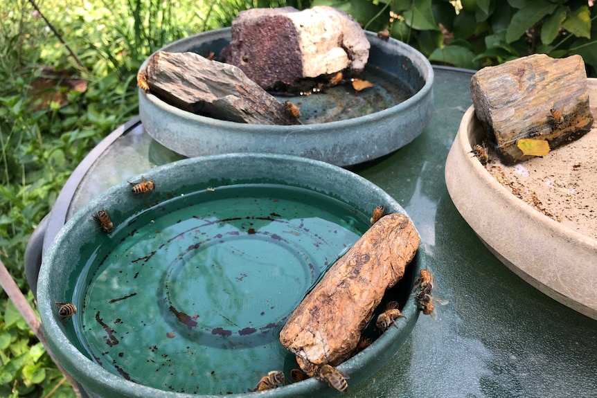 Bees congregating around a metal tray filled with water and a brick.