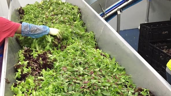 A worker sorts baby leaf salad lettuce mix.