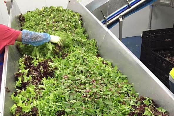 A worker sorts baby leaf salad lettuce mix.