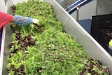 A worker sorts baby leaf salad lettuce mix.