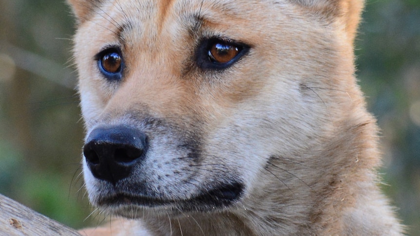 A close-up of a pure Australian desert dingo