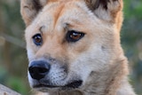 A close-up of a pure Australian desert dingo