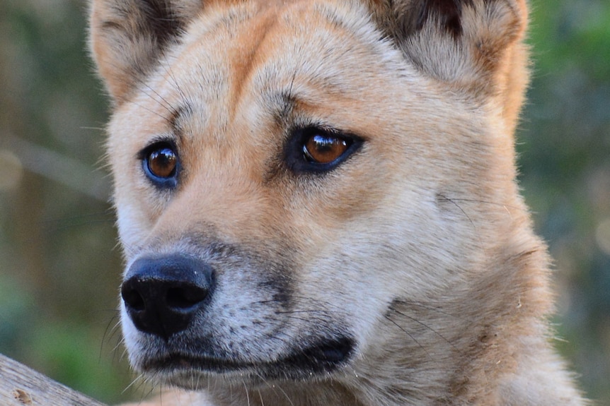 A close up of a pure Australian desert dingo