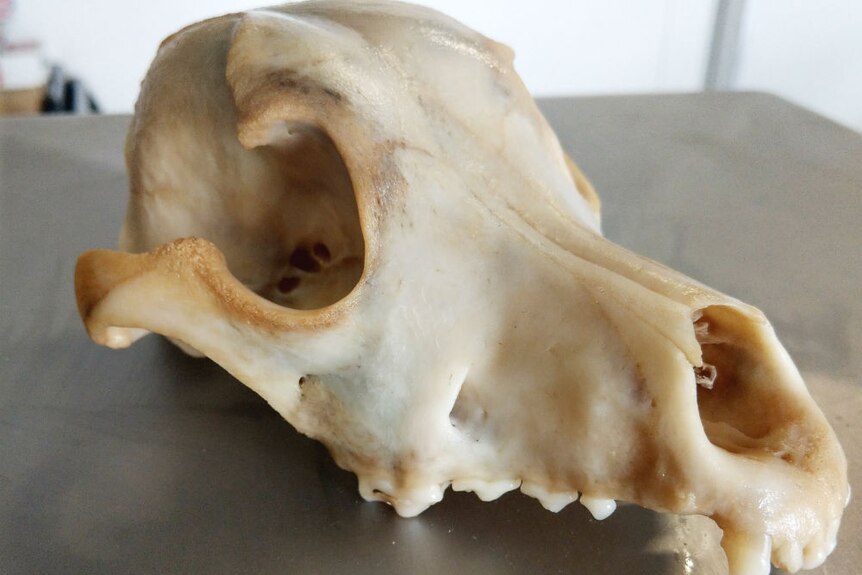 A dog skull bone sits on a table