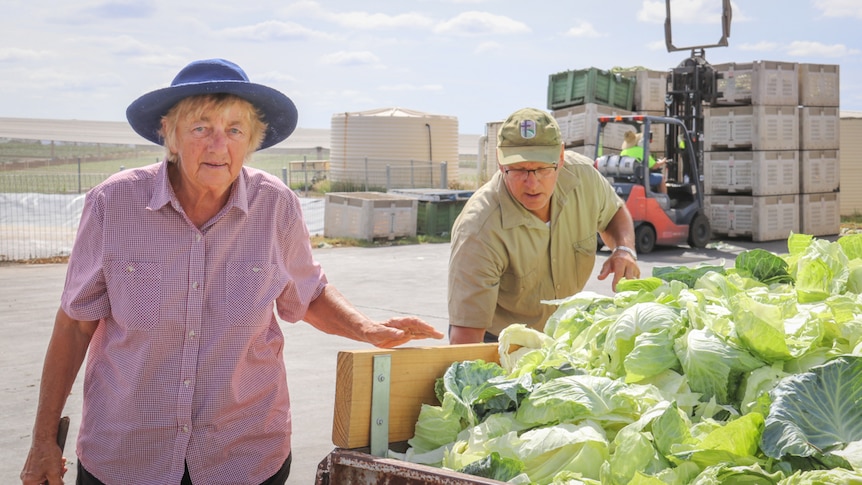 82-year-old Shirley Schultz walks around her trailer full of lettuce in the Lockyer Valley, January 2020.