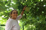 Patti Stacey holds a custard apple in her orchard.