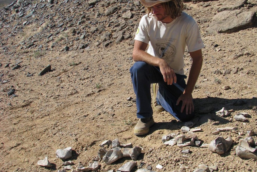 Bones of a plant eating duck-billed dinosaur, Saurolophus.