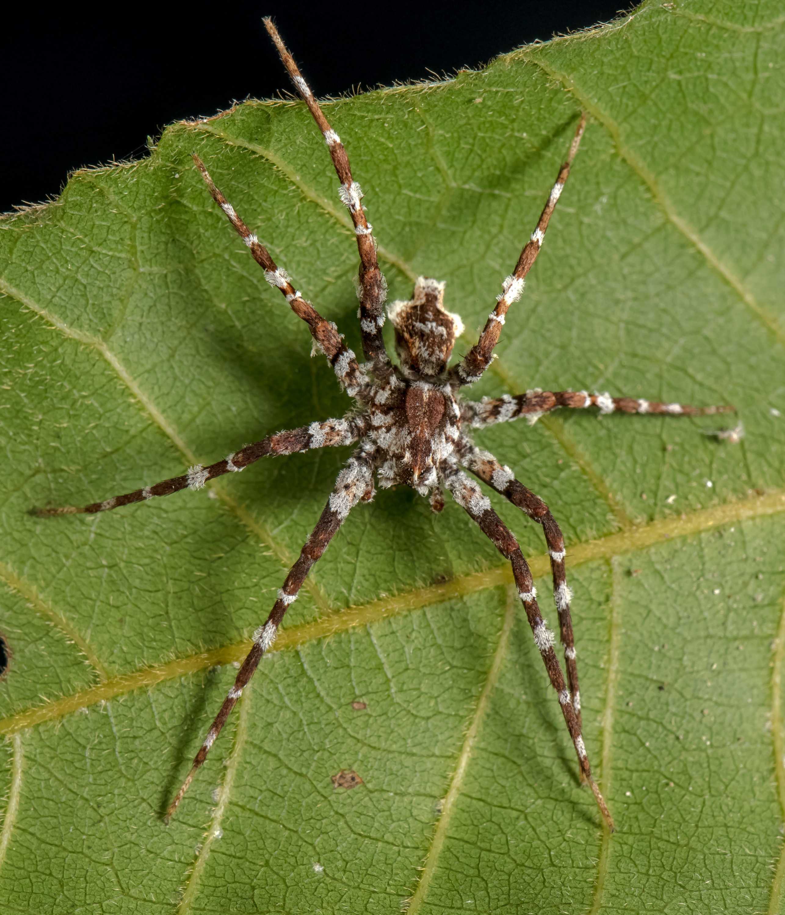 Scientists And Volunteers Discover New Spider Species In Biodiverse 