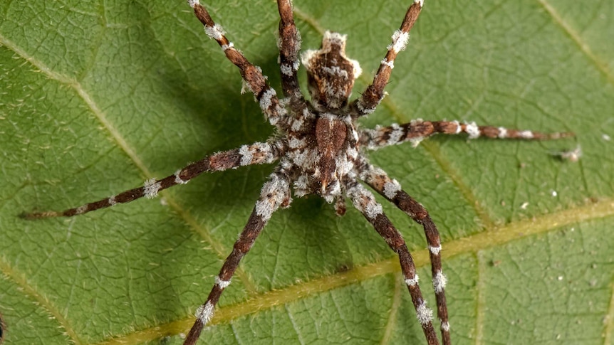a brown spider with white spots on a leaf