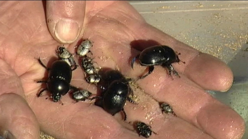 The bush flies have plagued residents and tourists