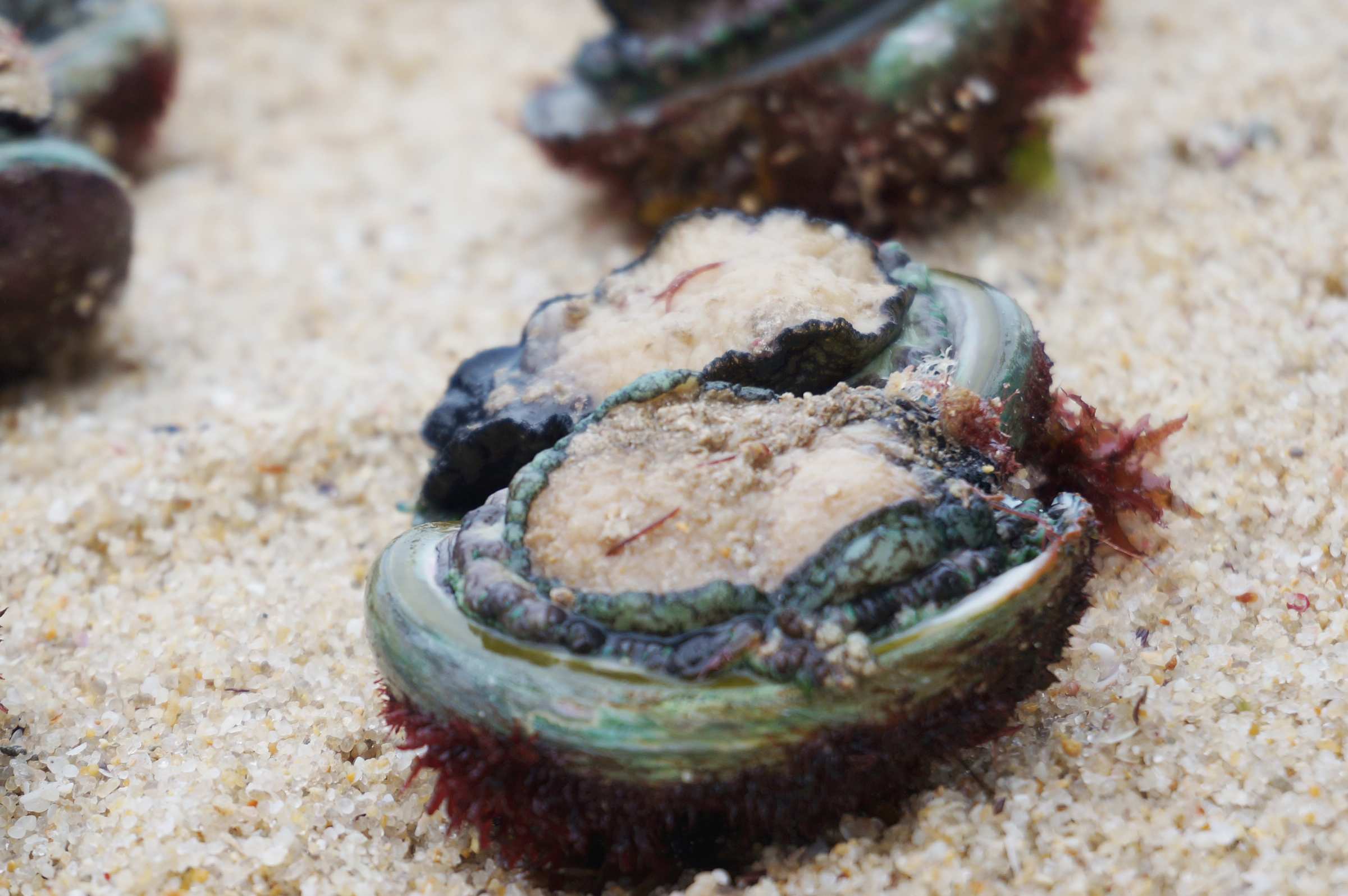 Abalone season kicks off in WA with warnings over shellfish stocks