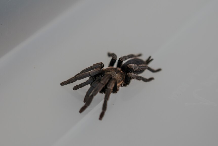 A dark brown spider