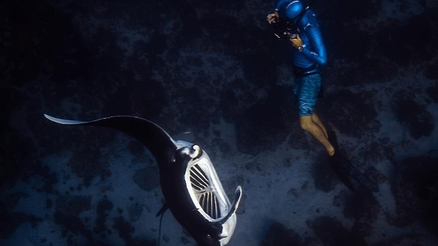 A diver swims along side a manta ray in dark ocean.