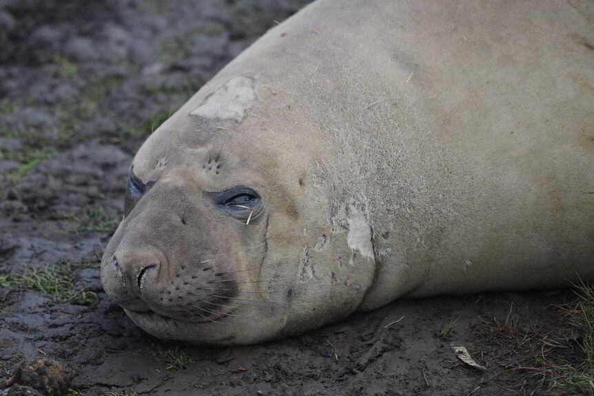 A young elephant seal with eyes closed, May 2024.