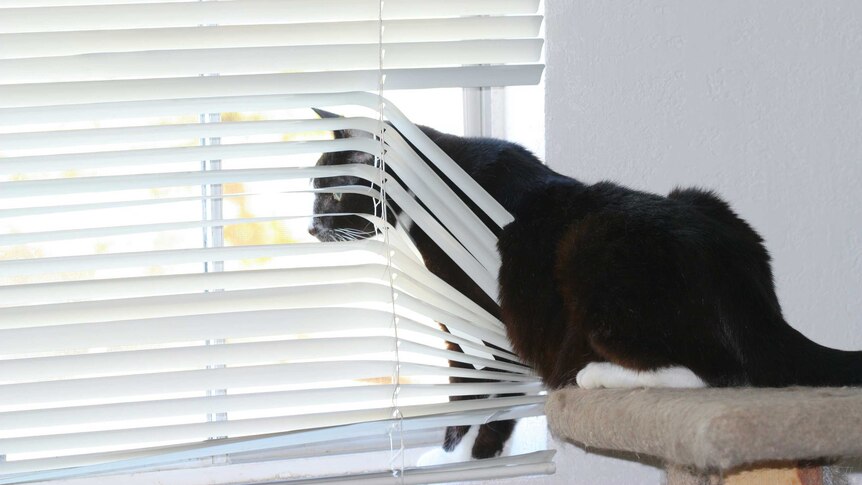 Cat looking through blinds out the window