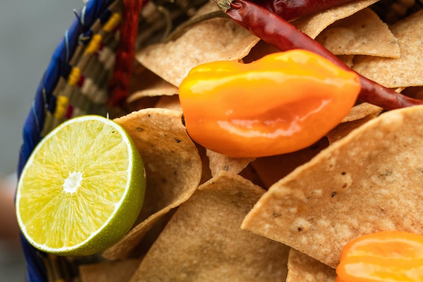 Orange Habanero chilli sitting on top of a bowl of corn chips with a halved lime, one of the hottest varieties of chilli.