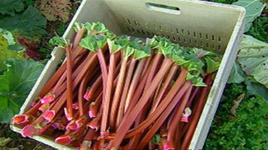 Stalks of rhubarb in a carton.
